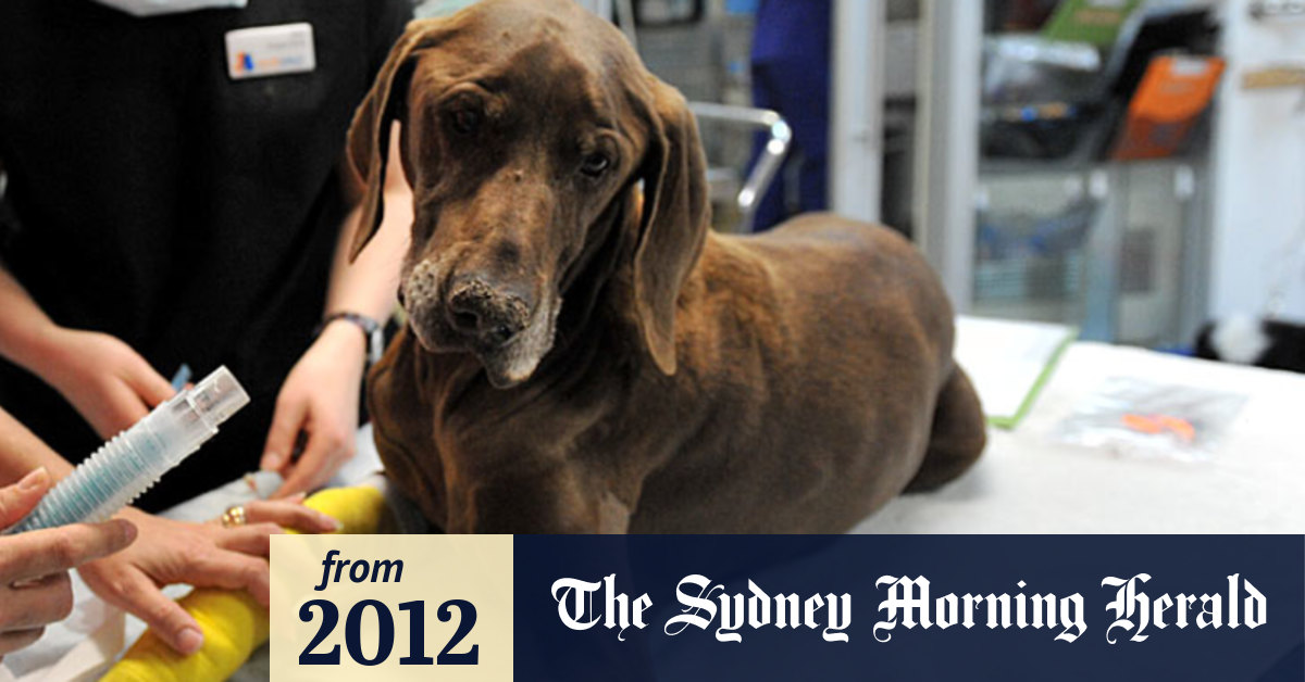 Video A day in the life of a smallanimal surgeon